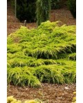 Можжевельник средний Пфитцериана Ауреа | Ялівець середній Пфітцеріана Ауреа | Juniperus media Pfitzeriana Aurea